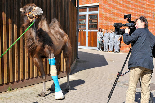 Das gebrochene Bein der <a href="http://www.fu-berlin.de/campusleben/campus/2012/120504_kamel/index.html"> Kameldame Laila </a> wurde von Veterinärmedizinern der Freien Universität behandelt.