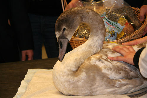 Frühe Bescherung für die Wildtiere in der Kleintierklinik der Freien Universität Berlin in Berlin-Düppel: Der Senat unterstützt die Klinik für zwei Jahre mit 100.000 Euro pro Jahr. Einer der glücklichen Patienten ist dieser Höckerschwan.