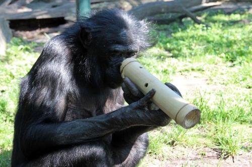 Während der Langen Nacht der Wissenschaften haben Besucher Spielzeug für <a href= http://www.fu-berlin.de/campusleben/forschen/2013/130821_affenbeschaeftigung>Menschenaffen</a> gebastelt.