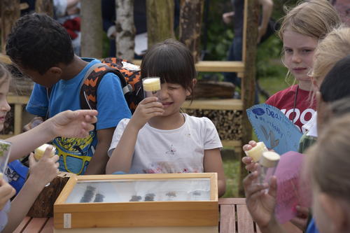 Bienen im Glas: Mehr als 150 Wildbienenarten leben im Botanischen Garten. Damit die Kinder sie genauer beobachten konnten, zeigte der Biologe Christoph Saure ihnen einen Teil seiner Sammlung.