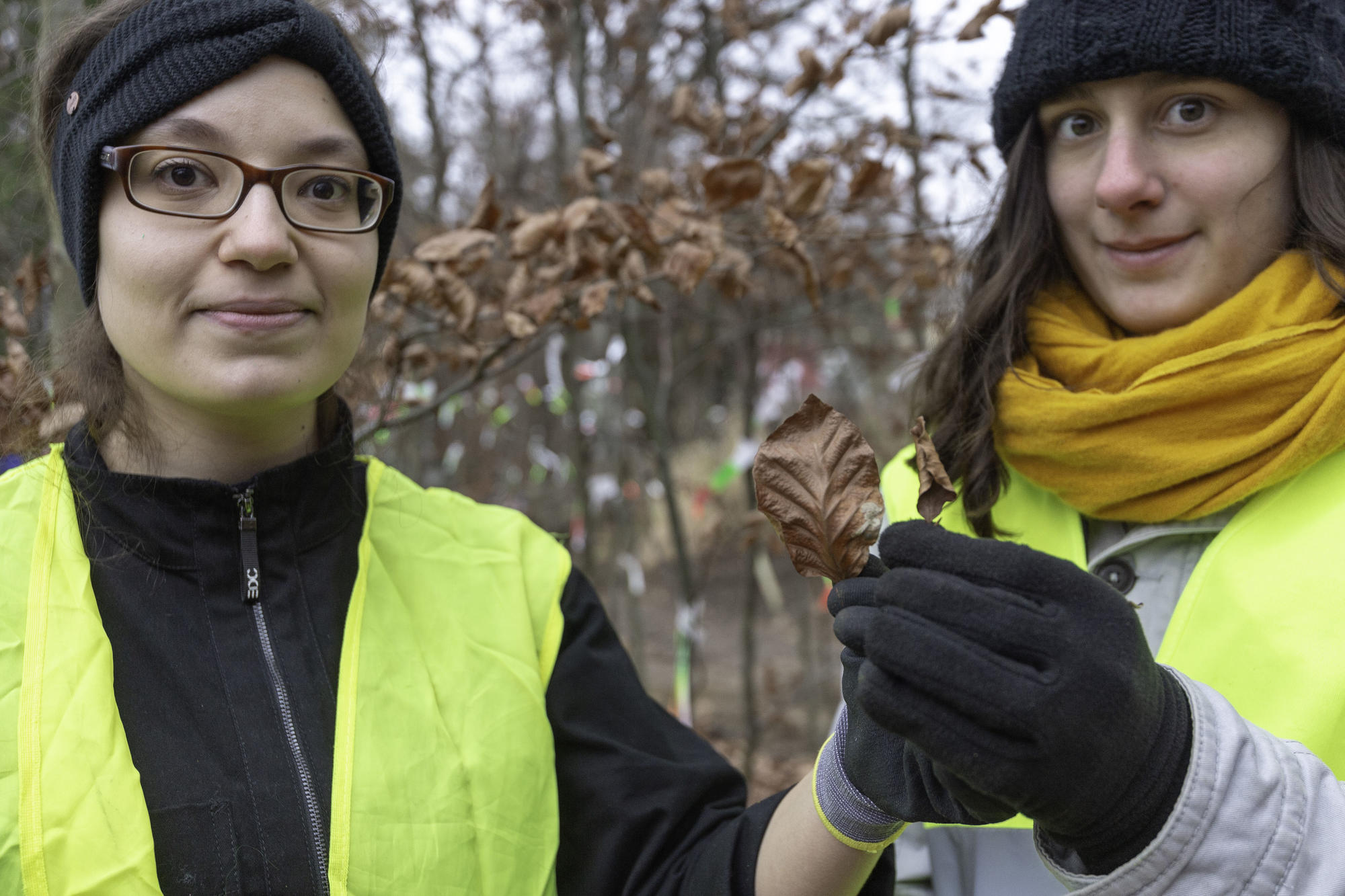 Die Studentinnen zeigen (links) ein norwegisches Buchenblatt und (rechts) ein sizilianisches. Obwohl die Buchen aus Nord und Süd nun in Berlin gewachsen sind, haben die Blätter ihre unterschiedlichen Größen behalten.