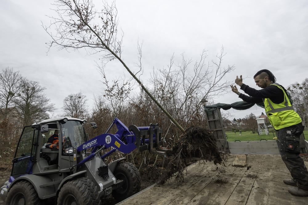 Etwa 800 Rotbuchen werden derzeit in den Grunewald transportiert. Dort entsteht ein sogenannter Klimawald.