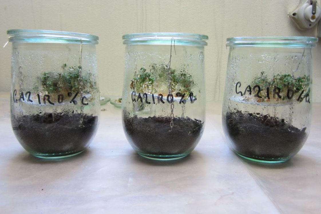 Ein interdisziplinäres Projekt soll helfen, Kohlendioxid-Emissionen durch Kreislaufschließung organischer Abfälle der Freien Universität Berlin und der Erzeugung von Pflanzenkohle zu reduzieren.