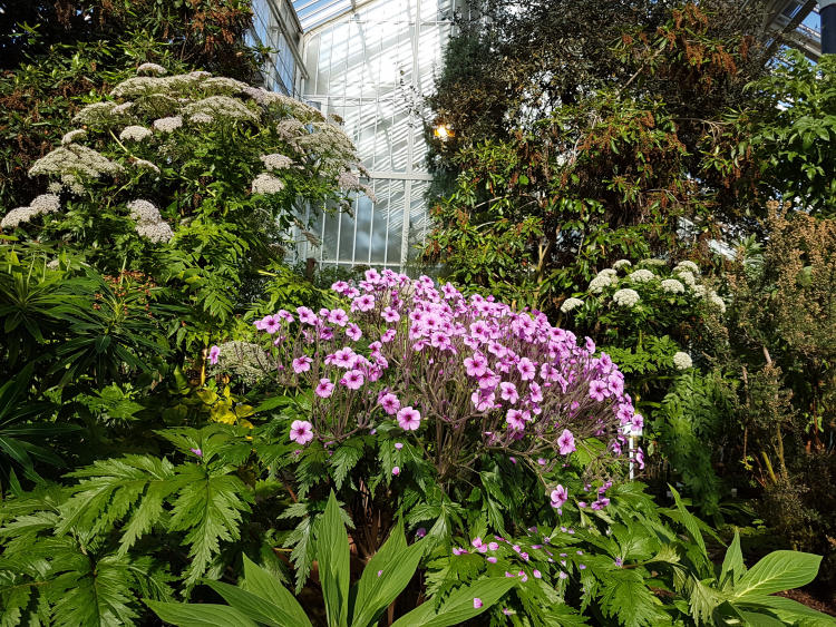 Im Mittelmeerhaus blüht in violett der Madeira-Storchschnabel (Geranium maderense), zu seinen Seiten wächst Täuschender Schwarzsellerie (Melanoselinum decipiens).