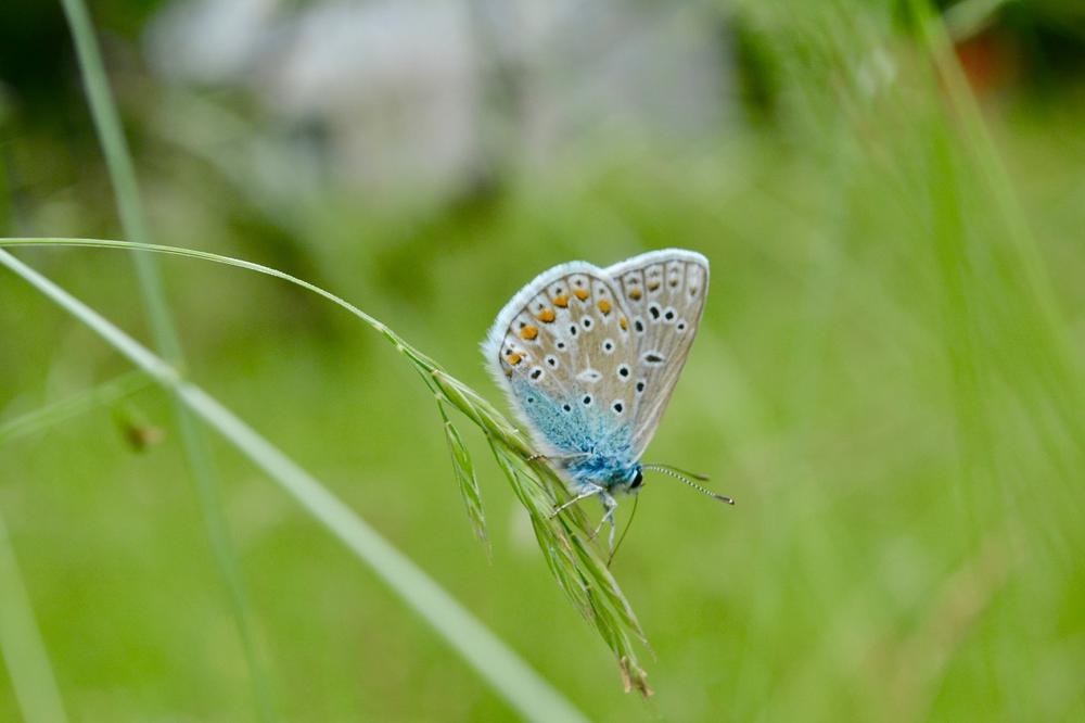 Der Hauhechel-Bläuling konnte sich auf dem Blühwiesen der Freien Universität ansiedeln. Er ist ein Grünlandbewohner, der gern über blütenreiche, nicht überdüngte Wiesen flattert. Auf dauerhaft gemähten Wiesen kann er nicht überleben.