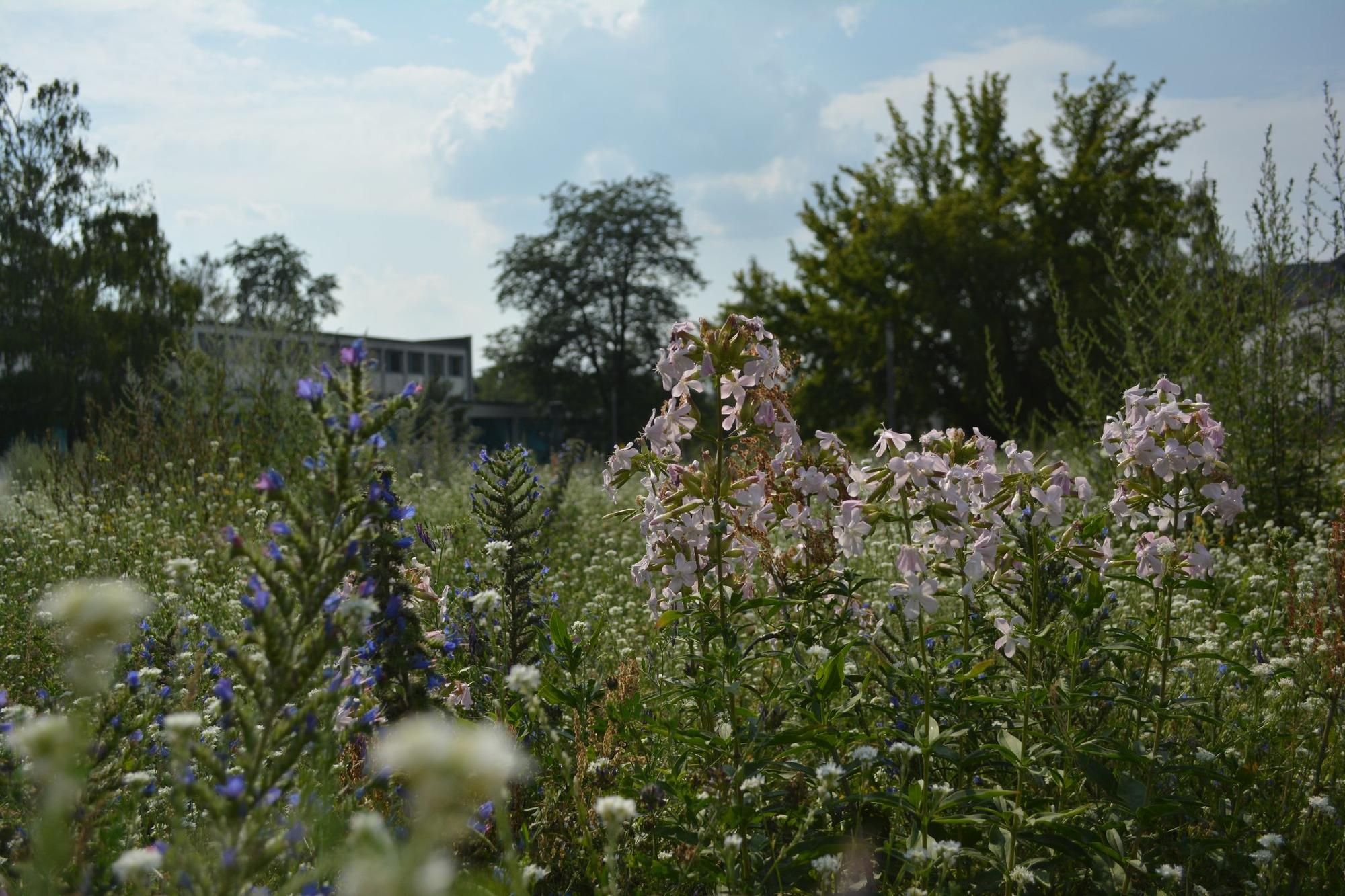 Blühender Campus – damit es so bleibt: bitte nicht mähen!
