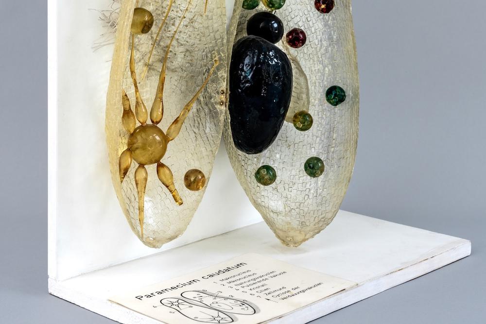 Kleines Tier ganz groß. Vergrößertes Kunststoffmodell des Pantoffeltierchens (Paramecium caudatum) aus der Zoologischen Lehrsammlung am Institut für Biologie der Freien Universität.