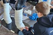 Wie versorgt man ein verletztes Pferdebein? Die Schüler probieren es selbst am Modell aus.