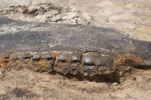 Gefunden wurde unter anderem ein 130.000 Jahre alter Pferdeunterkieferknochen.