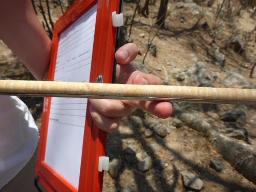 Das Ergebnis der Bohrung: Ein gezogener Holzkern, der für die Wissenschaftler als Archiv für die Klimarekonstruktion der vergangenen Jahrhunderte gilt.