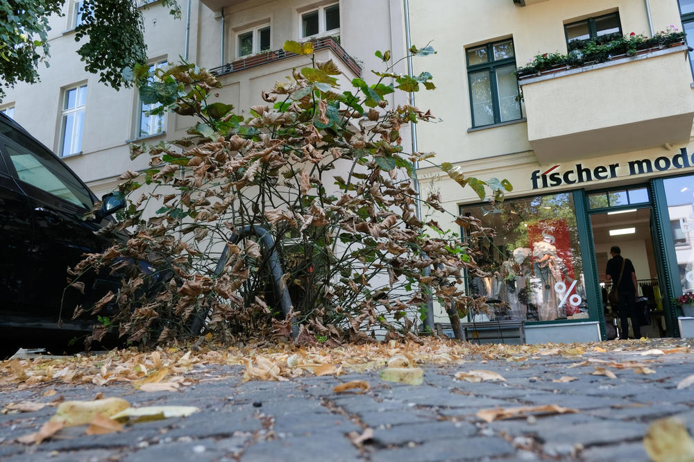 Sommer in Berlin: Das Bild aus dem Juli 2018 zeigt den Baumstumpf einer Linde in Friedrichshagen, dessen neue Triebe vertrocknen. Bei der starken Trockenheit werfen viele Straßenbäume ihr Laub vorzeitig ab.