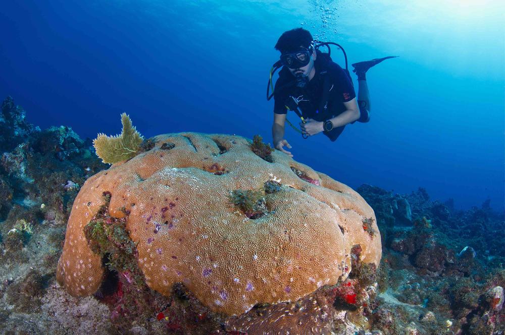 While scuba diving at the Caye d’Olbian reef, Martinique, Gabriel Cardoso encountered very few massive Siderastrea siderea coral that were still alive.