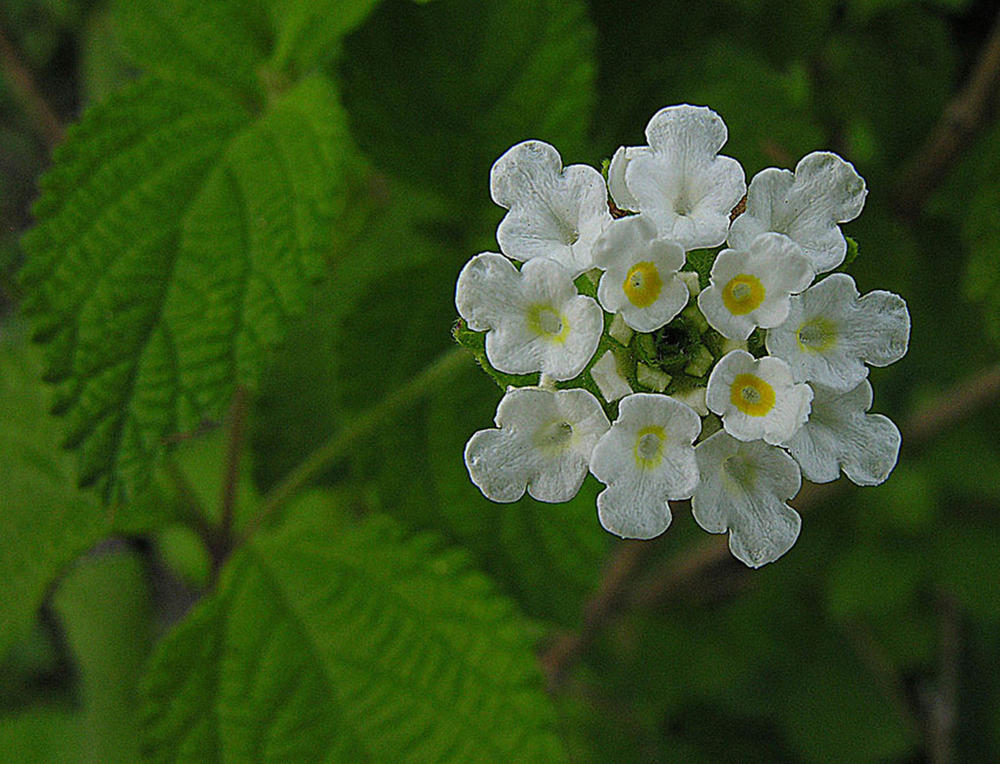 Lippia graveolens, eine mexikanische Oreganoart, deren ätherische Öle antibakteriell wirken.