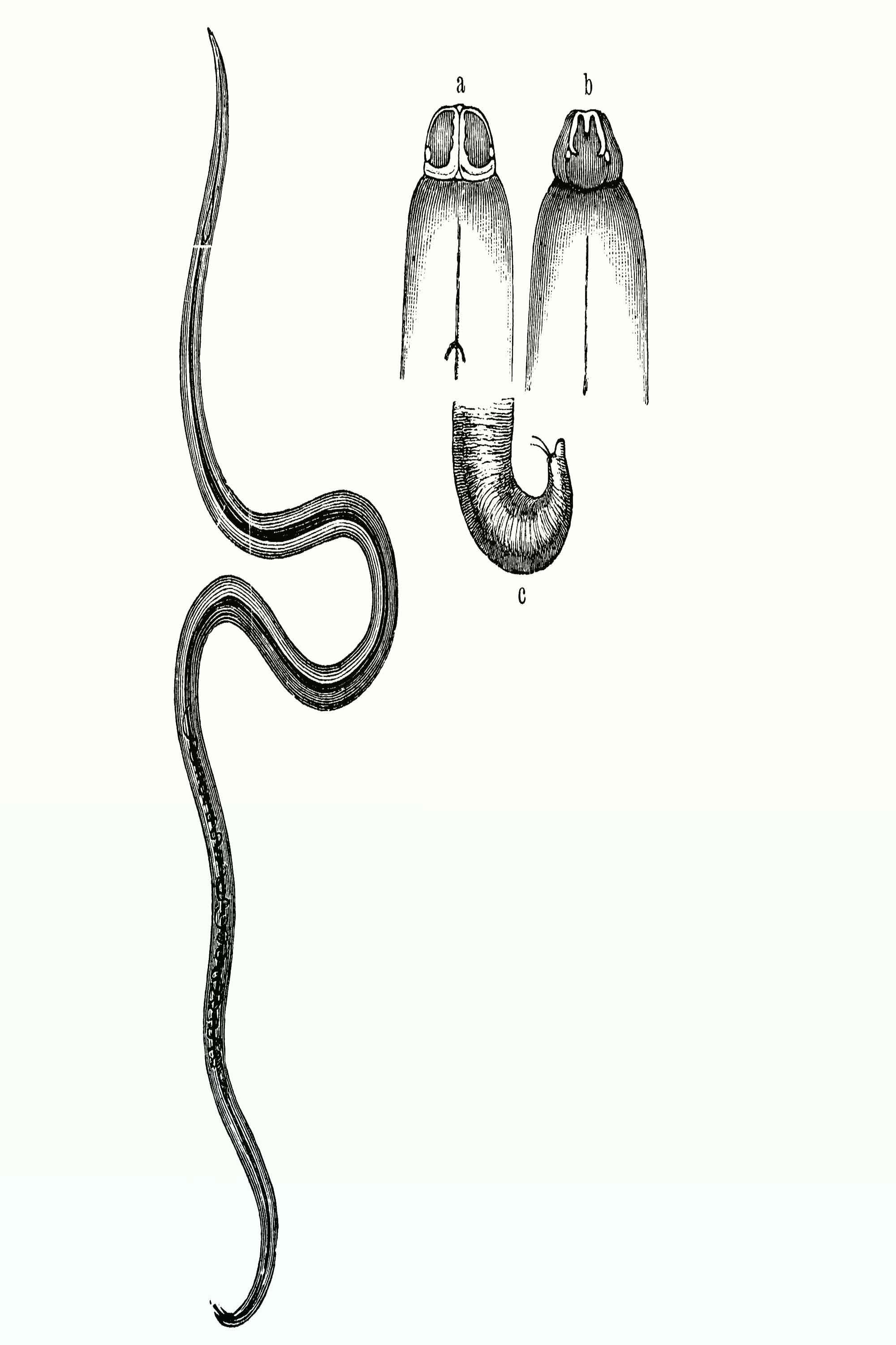 Ascariden (Spulwürmer) gehören zu den Rundwürmern (Nematoden).