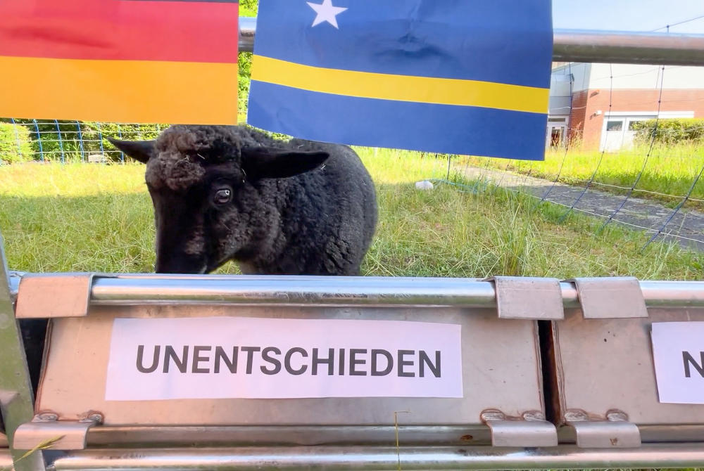 Welchen der drei Futtertröge steuert Rasenmäääherin Tina an? Das Lamm der bedrohten Haustierrasse Rauhwolliges Pommer’sches Landschaf orakelt, ob das DFB-Team gewinnt, verliert oder unentschieden spielt.