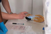 Mit Luminol gelang auch der Nachweis von „Blut“ (hier: eisenhaltiges rotes Blutlaugensalz).