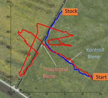 Flugbahn einer Biene nach Kontakt mit dem Insektizid Thiacloprid