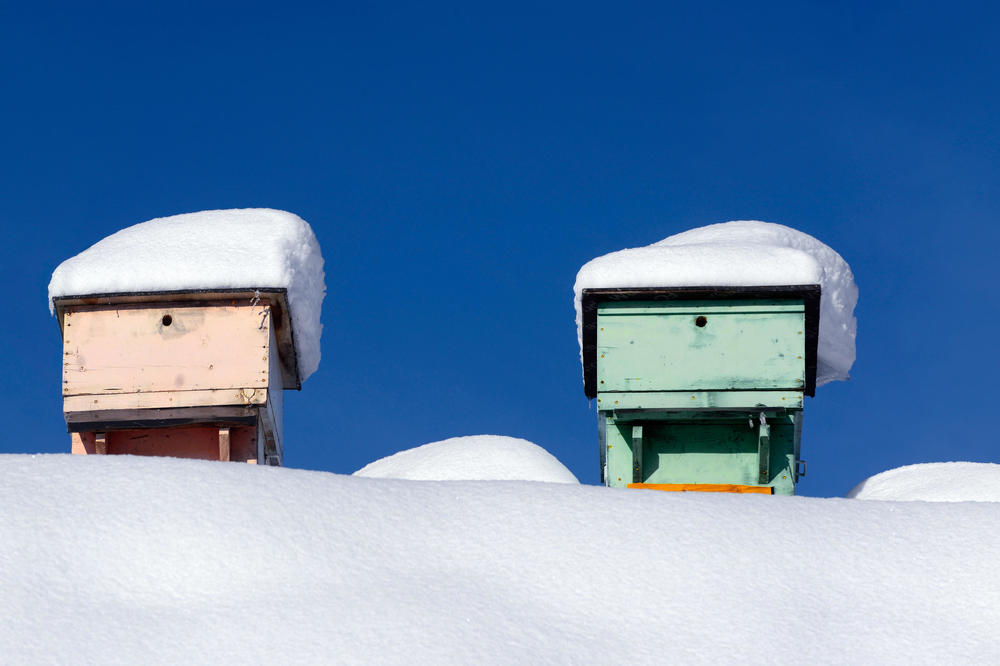 Buzz off! Bees huddle together in the winter months to keep warm – and don’t want to be disturbed. Beekeepers have a much lower workload during the winter.