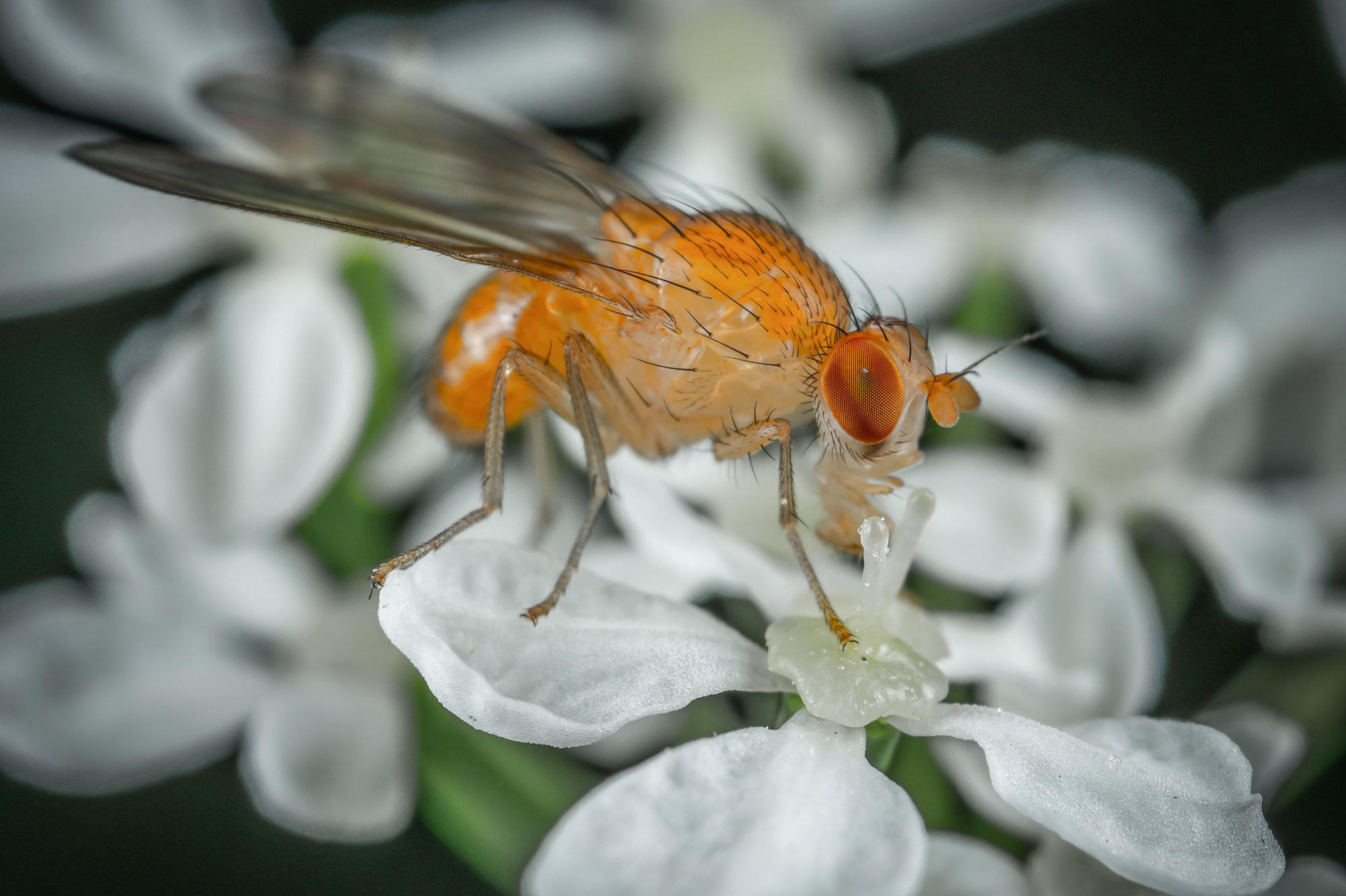 This small insect is widely used in research: the fruit fly Drosophila melanogaster.
