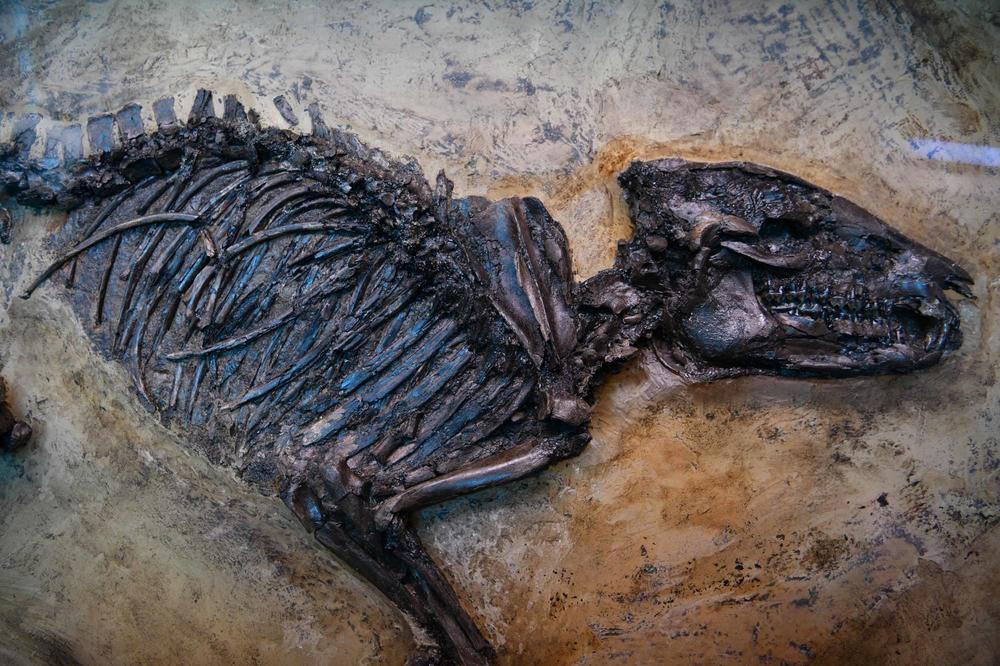 The Messel Pit, a UNESCO World Heritage Site, is famous for its abundance of well-preserved fossils from the Eocene.