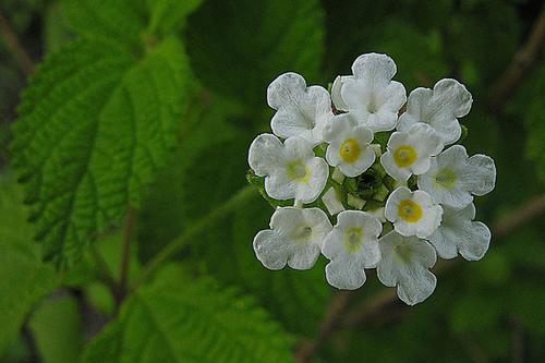 Lippia graveolens, a Mexican oregano species whose essential oils have antibacterial properties.