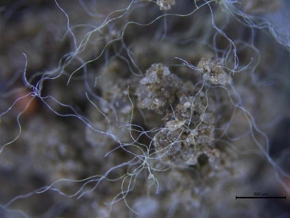 Polyester fibers in soil.