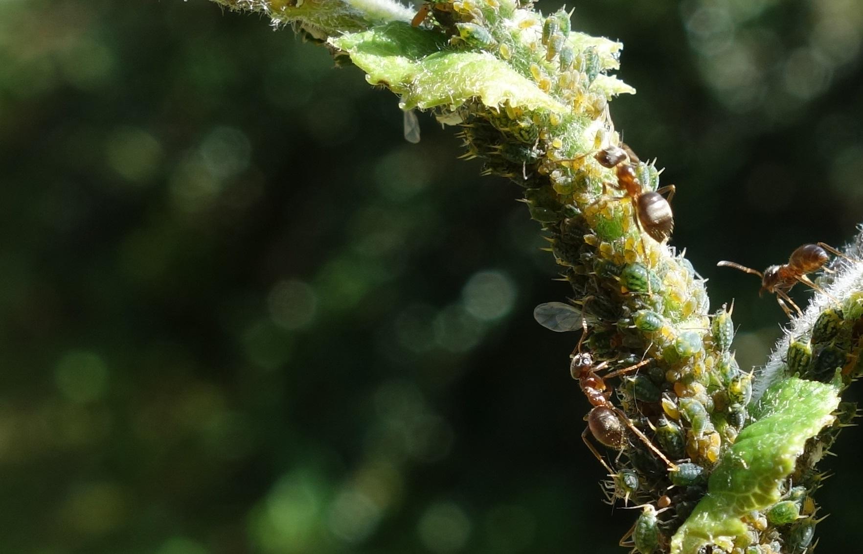 The common black garden ant (Lasius niger) behaves differently depending on whether it lives in a city or the countryside.