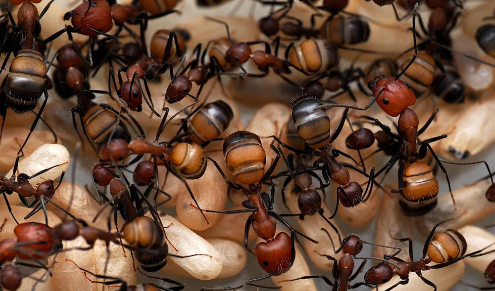 A nest of the carpenter ant (Camponotus nicobarensis), showing workers and pupae. Carpenter ant venoms contain not only formic acid but also antifungal peptides.