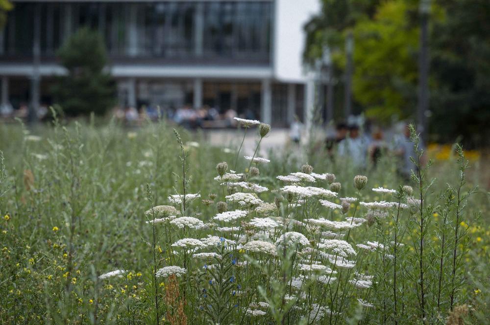 Wildflowers in bloom on the lawns of Freie Universität Berlin.