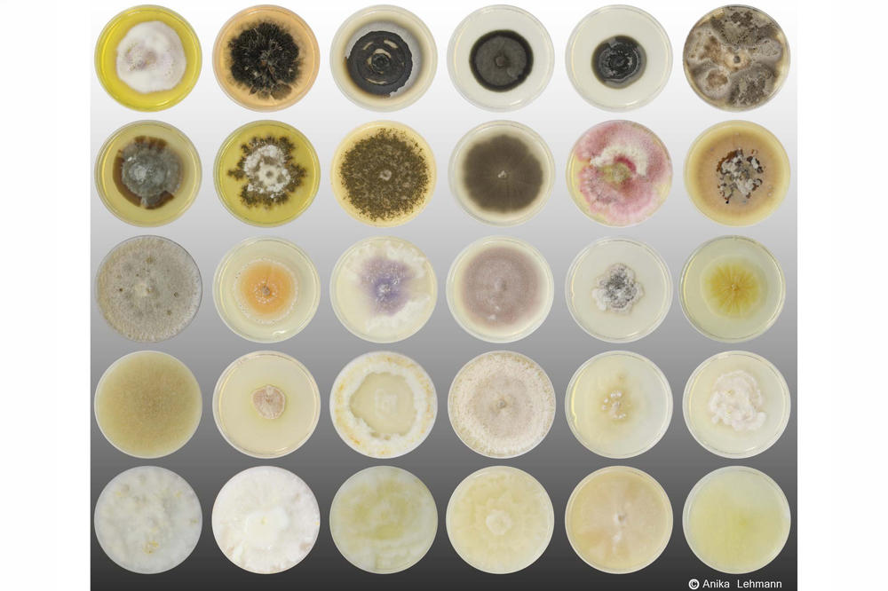 The Rillig Lab at Freie Universität has been conducting research on these fungal isolates for the past decade.