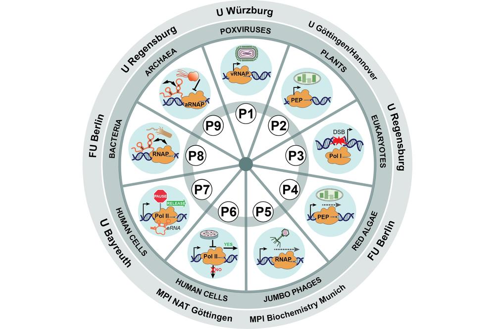 Overview of the nine projects (P1-P9) that make up the newly funded Research Unit (FOR 6037).