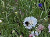 Bee in the Crop Garden