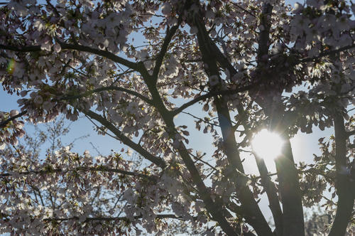 Spring Campus _CherryBlossoms