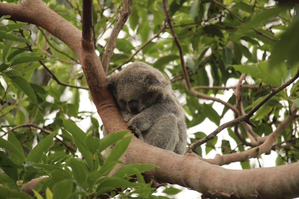 Koala
