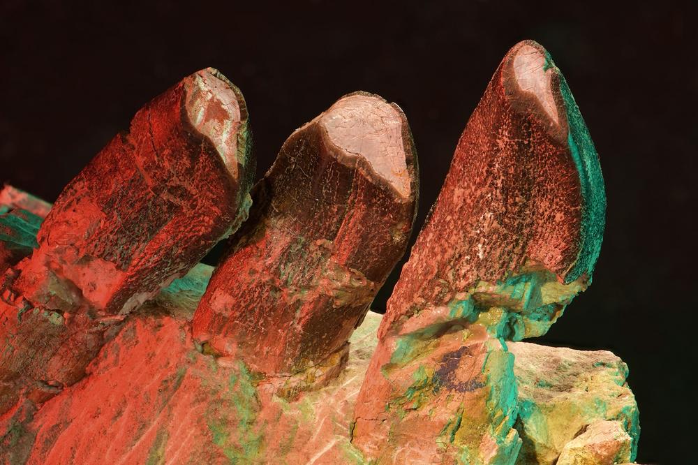 Photo of teeth in a jaw section of Giraffatitan from Tanzania (Museum für Naturkunde Berlin, MB.R.2180.20.5). The light-coloured area is the dentin, which has been exposed by tooth wear.