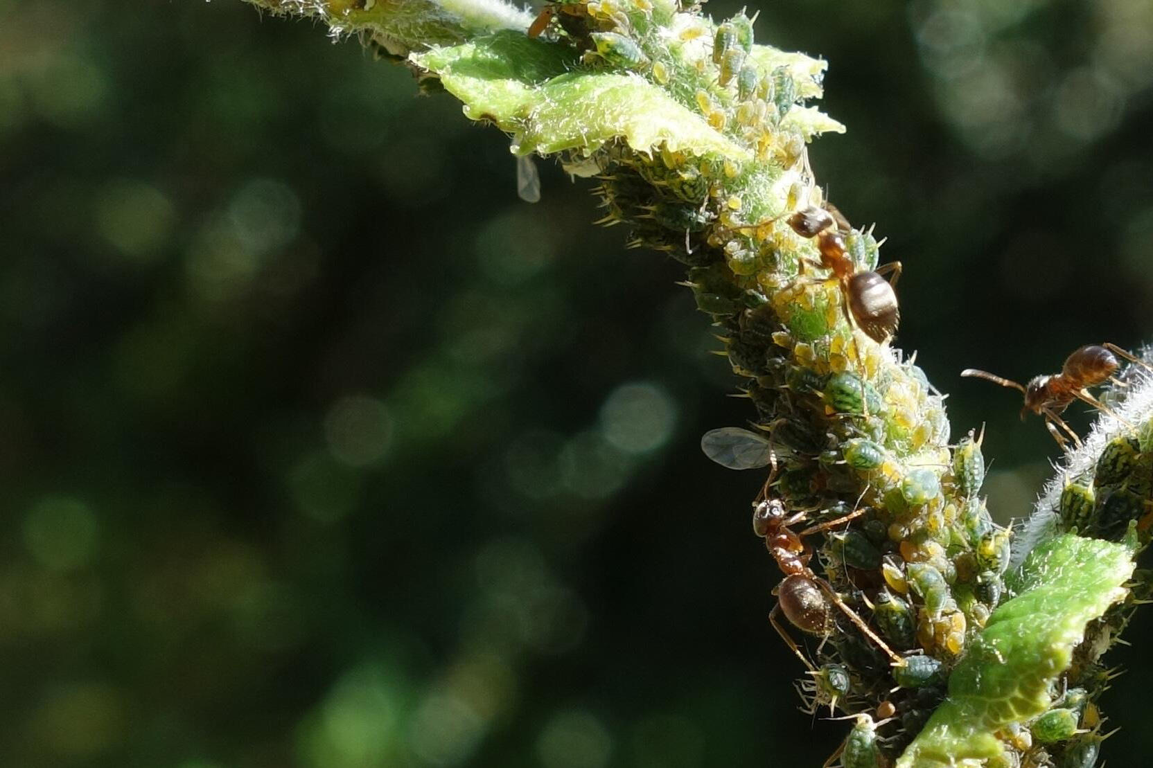 Die Schwarze Wegameise (Lasius niger) ist bei der Nahrungsauswahl in der Großstadt weniger wählerisch als auf dem Land.