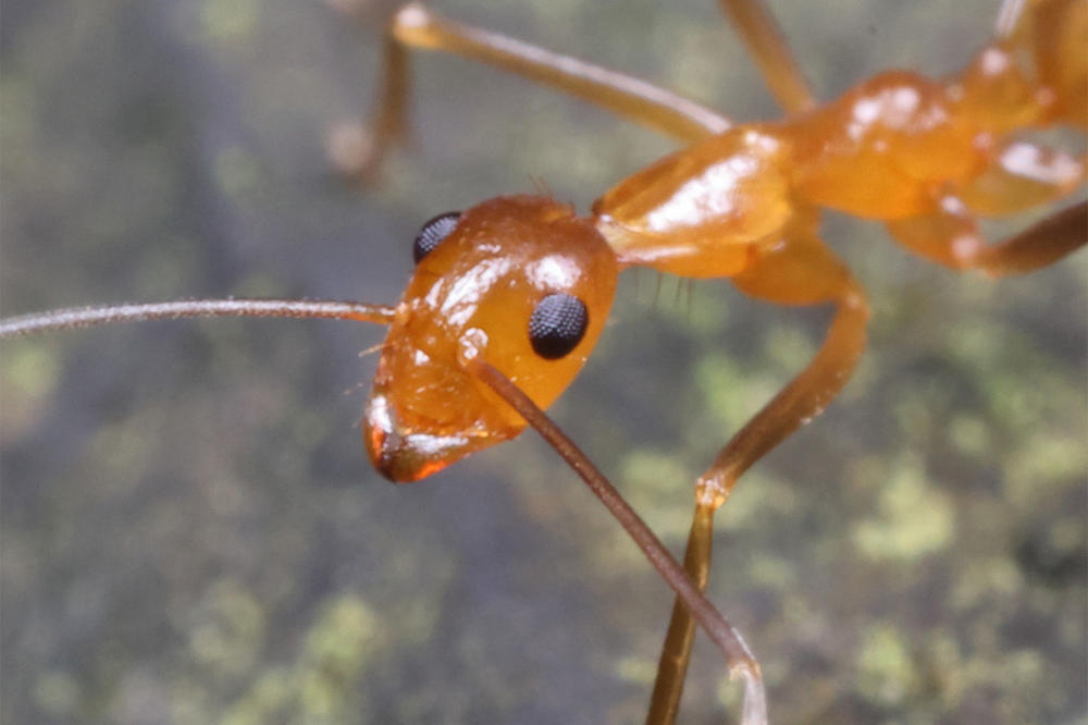 Die Gelbe Spinnerameise (Anoplolepis gracilipes) zählt zu den problematischsten invasiven Arten weltweit.