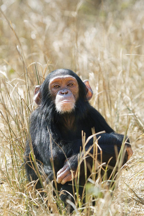 Jungtier Max ist etwa sechs Jahre alt und wird nach Auskunft der Pfleger wohl einmal das ranghöchste Männchen der Gruppe. Max ist sehr aufmerksam, beteiligt sich schon rege am Gruppenleben und fällt auf – auch durch seine großen Ohren.