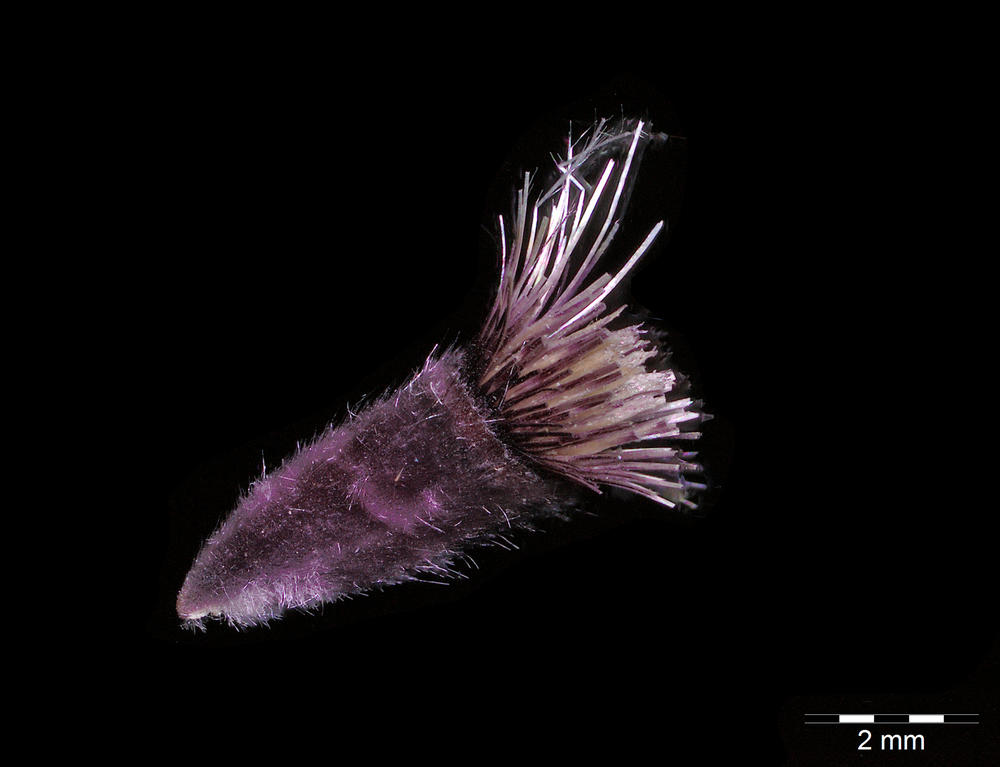 Centaurea aegialophila, die Wagenitz- Meerstrand-Flockenblume aus Zypern, gehört zu den Asterngewächsen (Compositae). Diese Sammlung ist ein Beispiel für den Forschungsschwerpunkt Asternartige (Asterales) am Botanischen Garten.