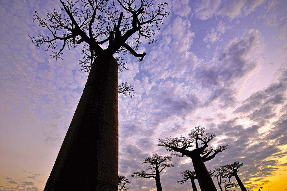 Affenbrotbäume, Baobabs, sammeln Klimaveränderungen über Jahrhunderte hinweg.