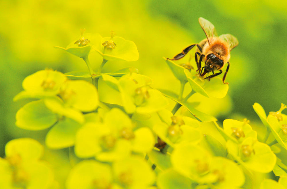 Monokulturen und der Einsatz von Pestiziden erschwert den Bienen die Nahrungssuche.