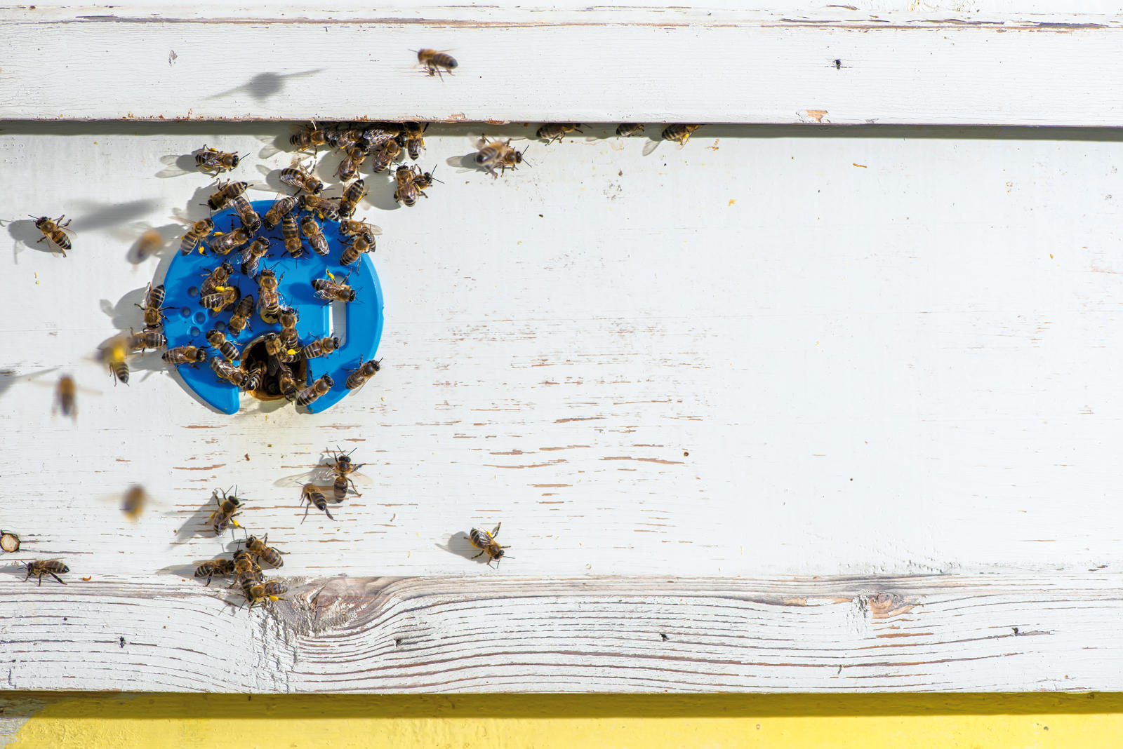 Forscher der Freien Universität untersuchen, wie die Orientierung der Insekten durch Pestizide gestört wird – und wie man Bienen tödliche Milben nachhaltig vom Leib hält.