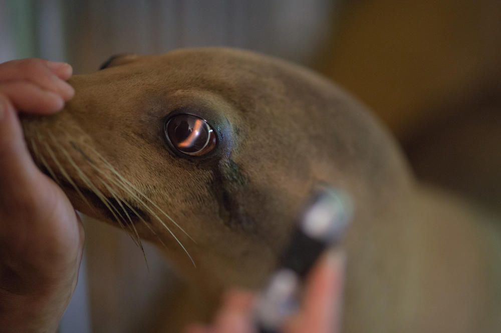 Das Auge dieses Seelöwen betrachtet Miriam Stach mit einer Untersuchungsleuchte, die hier ein spaltförmiges Licht auf Hornhaut und Iris wirft.