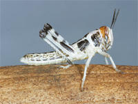 W&uuml;stenheuschrecke