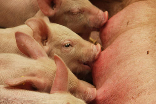 Gesunde Muttermilch. Reichert man das Futter der Sau mit Probiotika an, wirkt sich das auch auf die Gesundheit der Ferkel aus.