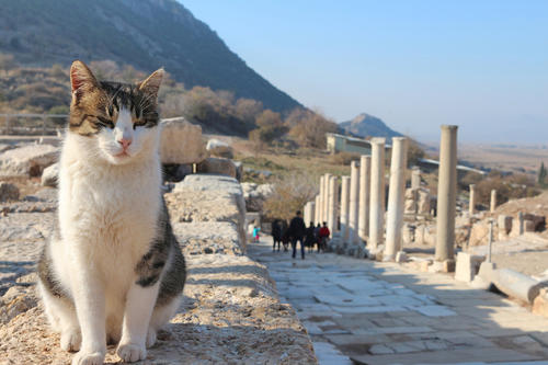 Please, no hitchhikers: When vacationers bring stray dogs or cats home with them, they may also be bringing uninvited infections.