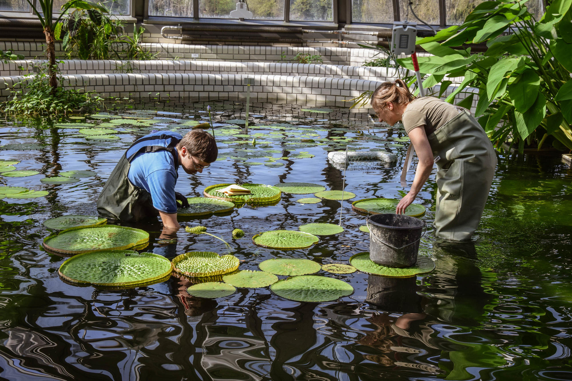 Das Verhältnis zwischen Mensch und Pflanzen wird in einem neuen Forschungsprojekt im Botanischen Garten untersucht.