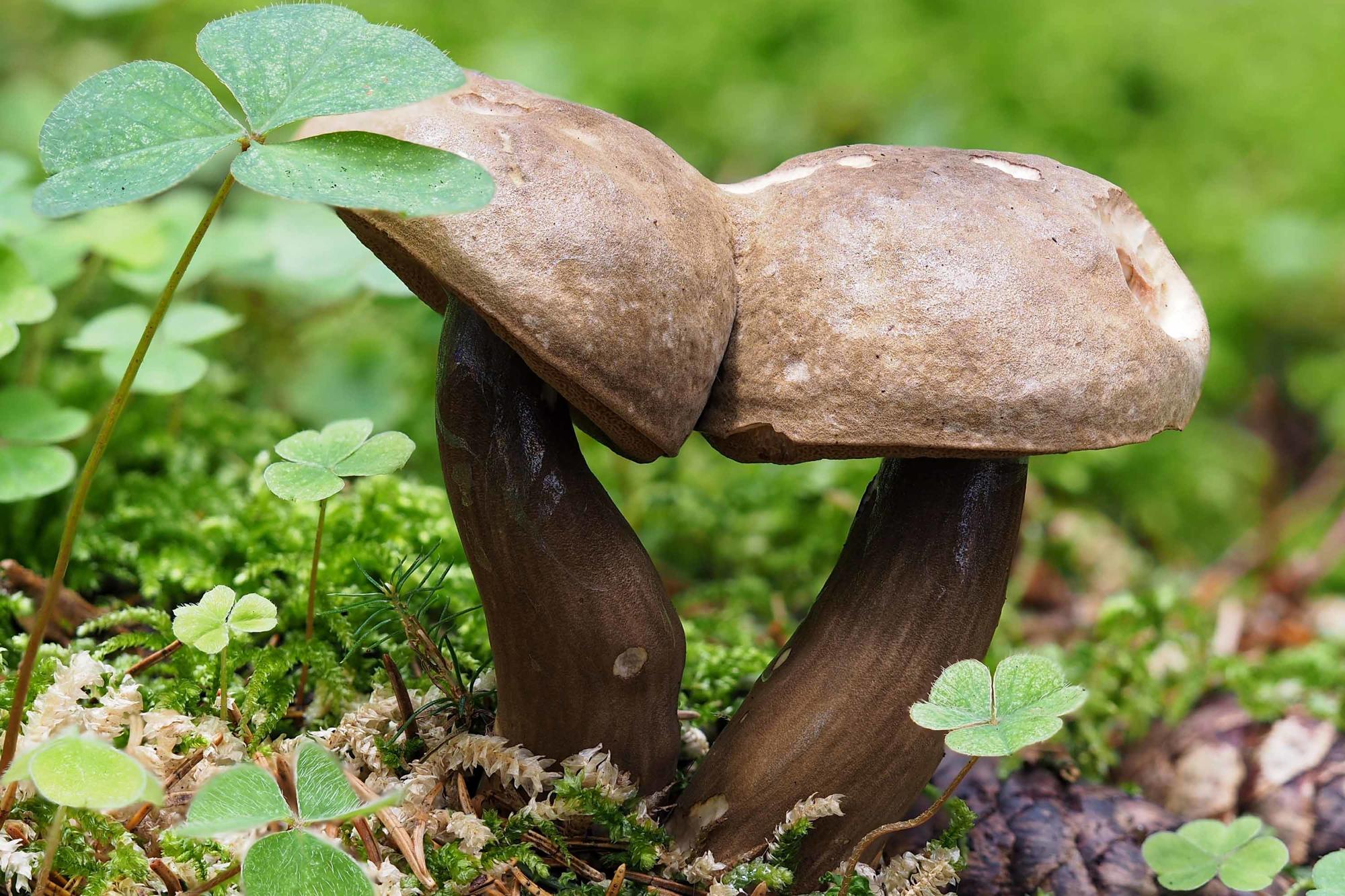 Zwei zusammengewachsene Fruchtkörper von Pilzen vor grünem Hintergrund