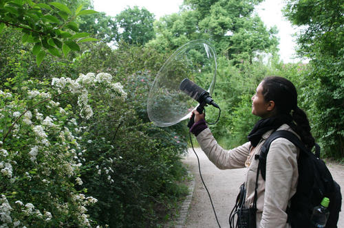 Der Nachtigall-Gesang wird mit einem Parabol- Mikrofon aufgenommen