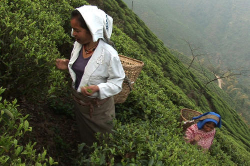 Von den Darjeeling-Plantagen nach Deutschland: Professor Günter Faltin von der Freien Universität Berlin importiert Bio-Tee.